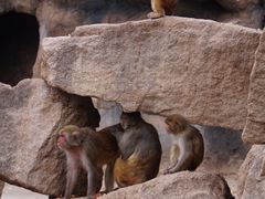 -青藏高原野生动物园