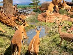 -国家自然博物馆