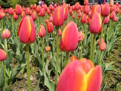 -长春公园(普阳街道)