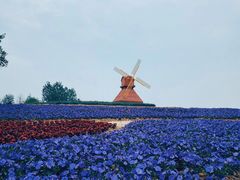 -杭州湾海上花田景区