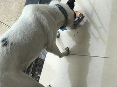 -菲尔斯特宠物医院