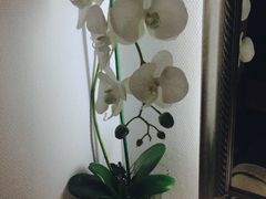 -Dragonfly悠庭·按摩Spa(静安嘉里中心店)