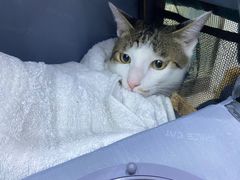 -萌兽医馆·宠物医院·猫骨科(创景店)