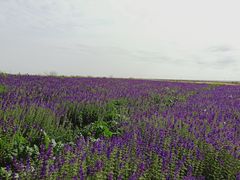 -扁都口生态休闲旅游区