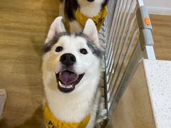 -Husky Go! 哈士奇体验馆·宠物咖啡厅狗咖