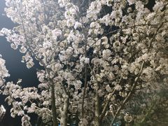 -西湖风景区-江洋畈生态公园