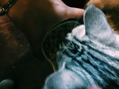 -猫猫幼稚园·撸猫·桌游·电玩