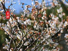 -广州市白云山风景名胜区