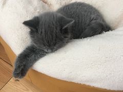 -纳吉亚猫专科动物医院博雅分院