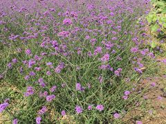 -北京东方普罗旺斯薰衣草庄园