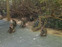 -南湾猴岛+椰田古寨一日游