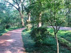 -紫金山山顶公园