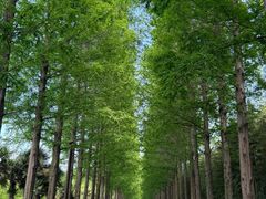 -黄海国家森林公园