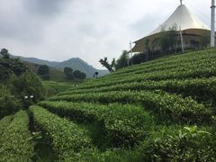 -帐篷客·溪龙茶谷度假酒店