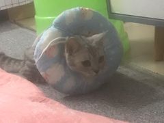 -瑞鹏宠物医院