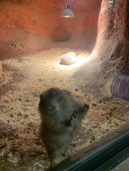 -酷嗒动物文化乐园(cutezoo西溪乐天城店)