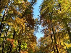 -上海共青森林公园