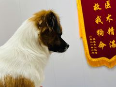 -博特宠物医院24h犬猫全科.骨科·异宠