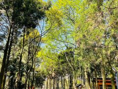 -东平国家森林公园