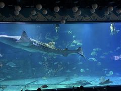 -烟台海昌鲸鲨海洋公园