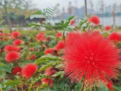 -飞来湖湿地公园