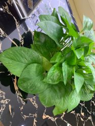 -东莞西妃整形美容医院