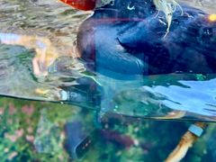 -西雅图水族馆