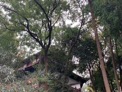 -青羊宫