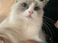 -宠爱国际动物医院· 猫科· 外科·中兽医(长白店)