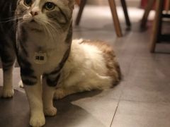 猫咪-咖法森林·咖啡  酒吧(天河店)