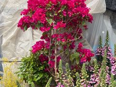 -龙大花卉苗木市场