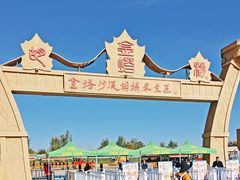 -金塔沙漠胡杨林景区