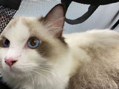 -伟伟宠物医院·CT影像中心·瑞派犬猫综合性门诊(汉口总院)