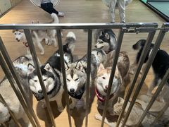 -Husky Go! 哈士奇体验馆·宠物咖啡厅狗咖