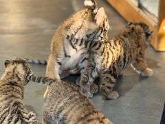 -大连森林动物园