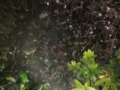 -仔耳朵冷锅鱼蛙芋儿鸡(莲花东路店)