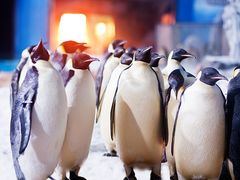 -海合安武汉极地海洋公园