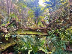 -深圳仙湖植物园