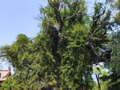 -大槐树寻根祭祖园