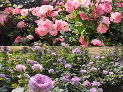 -人民公园(罗湖区)