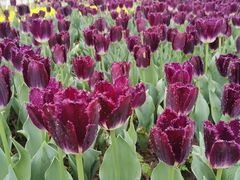 -玄武湖景区-情侣园游乐场