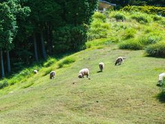-神户市立六甲山牧场