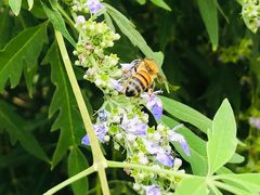 -静之湖湖畔餐厅