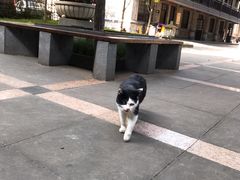 -平安桥天主教堂