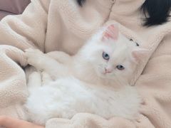 -喵百万·布偶·蓝金金渐层英短·猫舍(百子湾店)