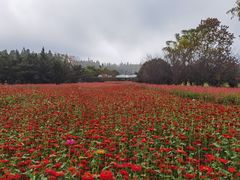 -东平国家森林公园
