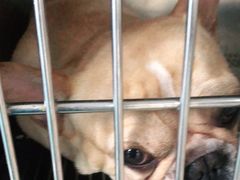 -安安宠医·安宠宠物医院