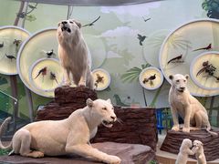 -陕西自然博物馆