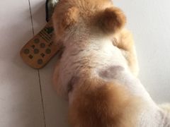 -芭比堂动物医院广州顽皮分院