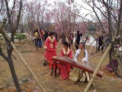 靓女在景区弹琶-天适樱花悠乐园